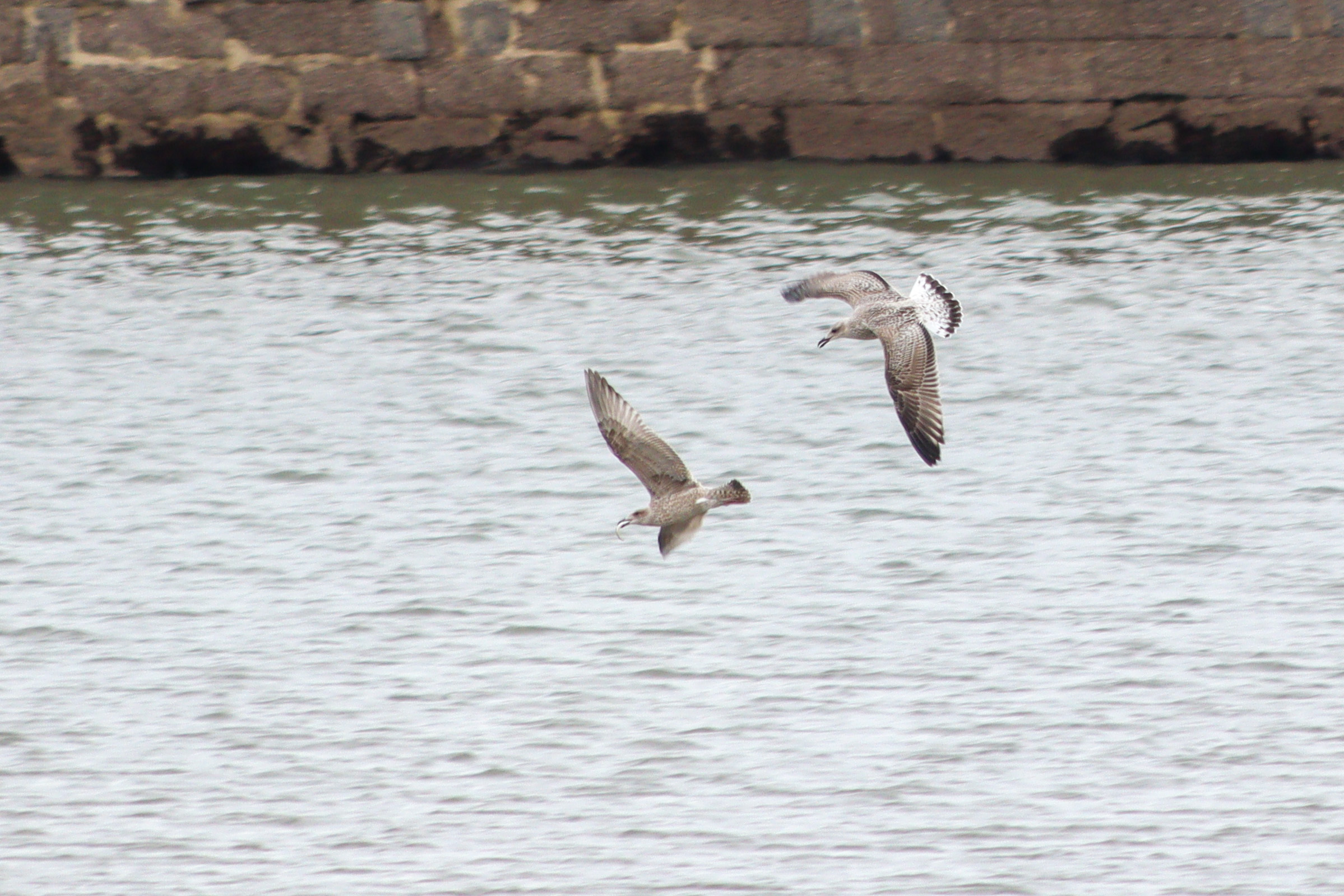 Two seagulls in flight. The first has a fish in its mouth.