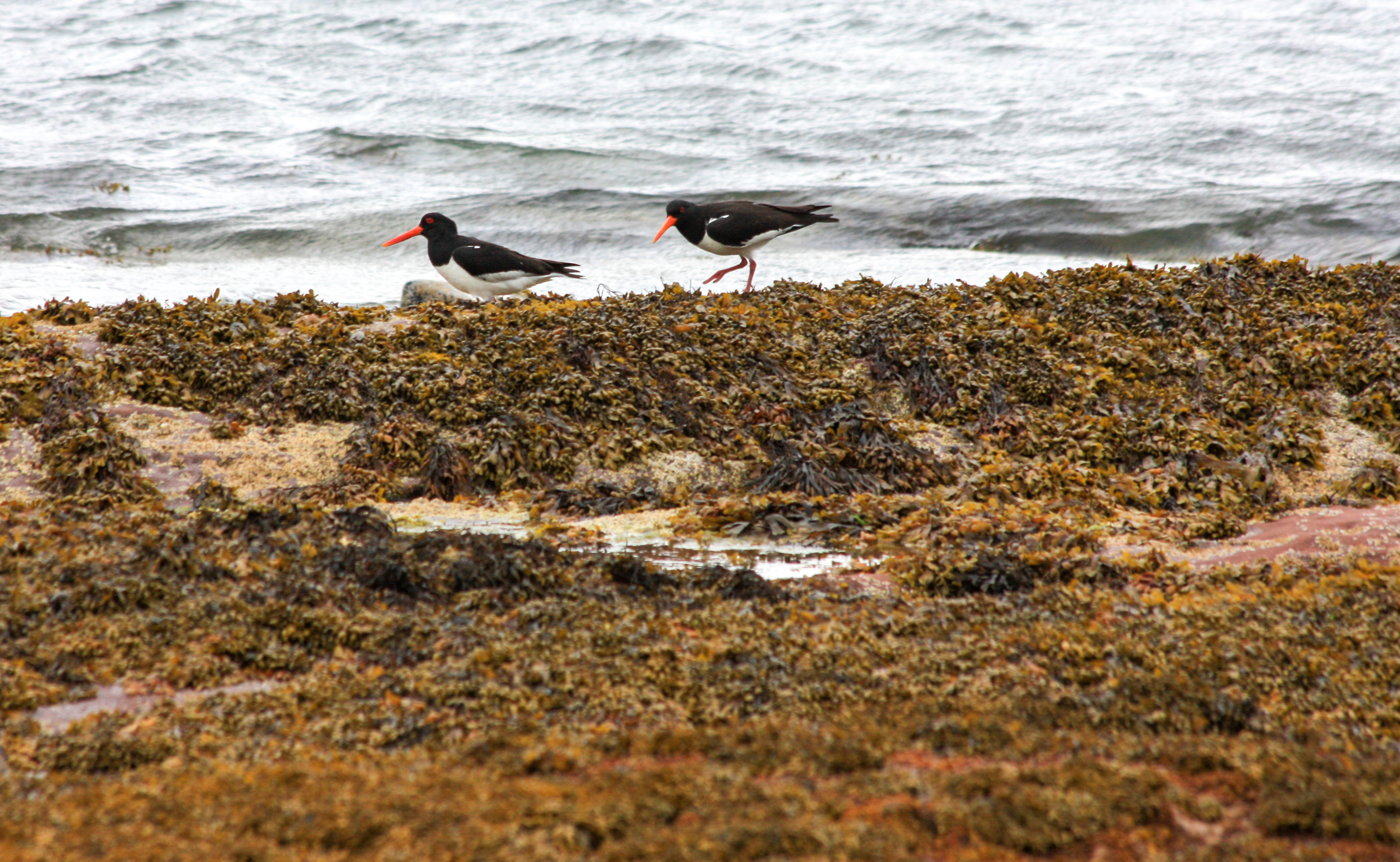 Two oystercatchers on a seaweed covered beach