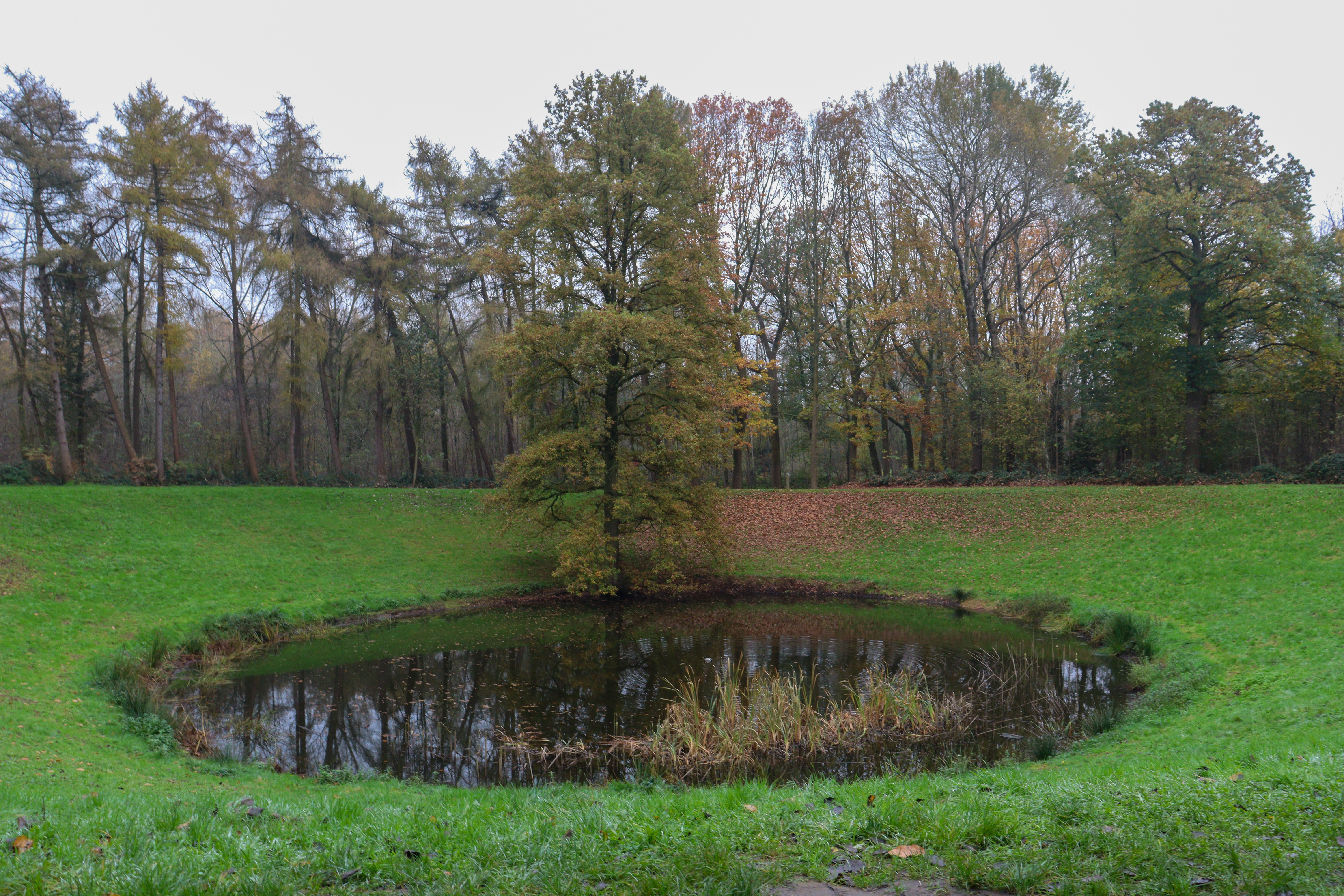 Round pond with a tree at the far end