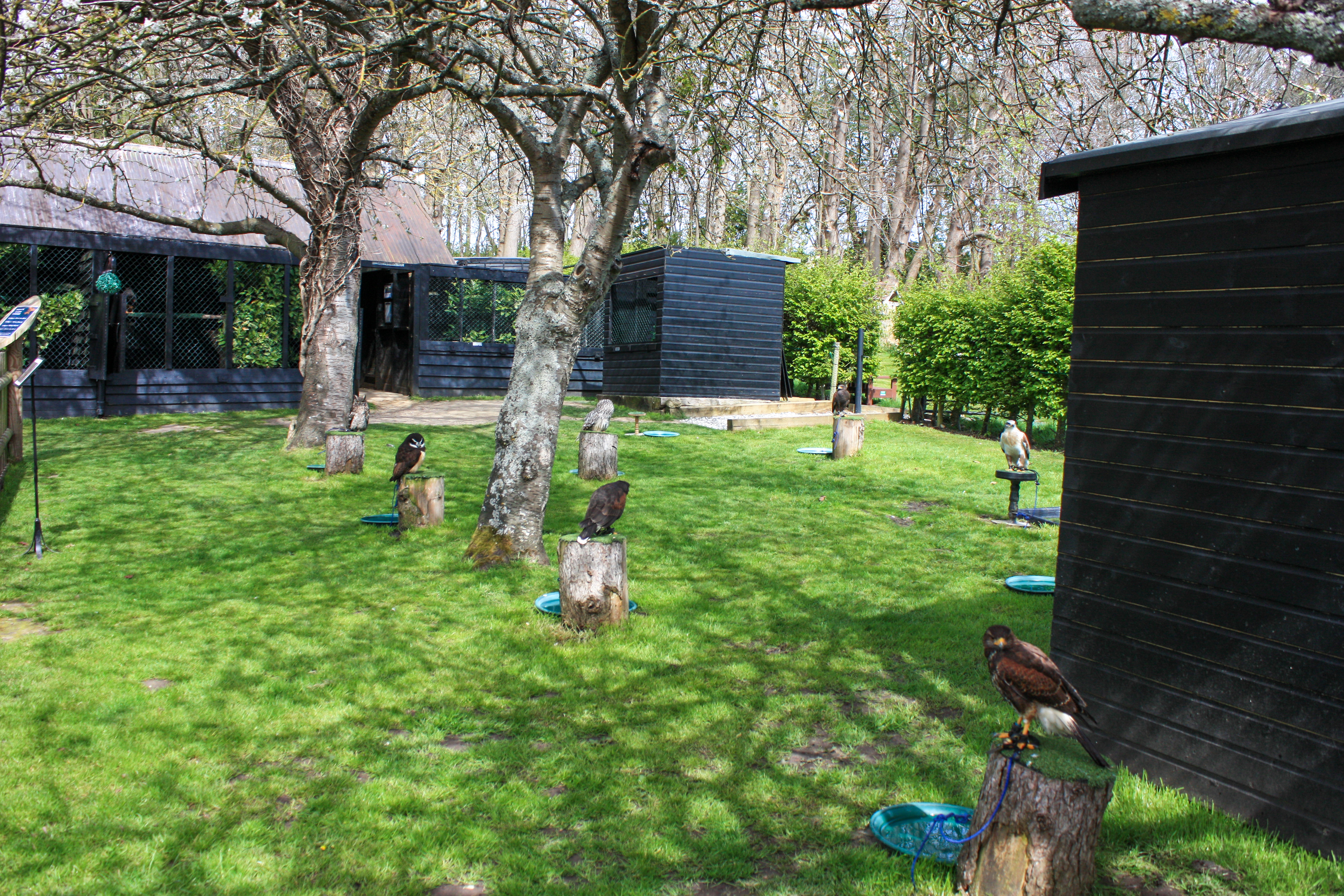 Enclosed lawned garden area with various birds of prey standing on tree stumps