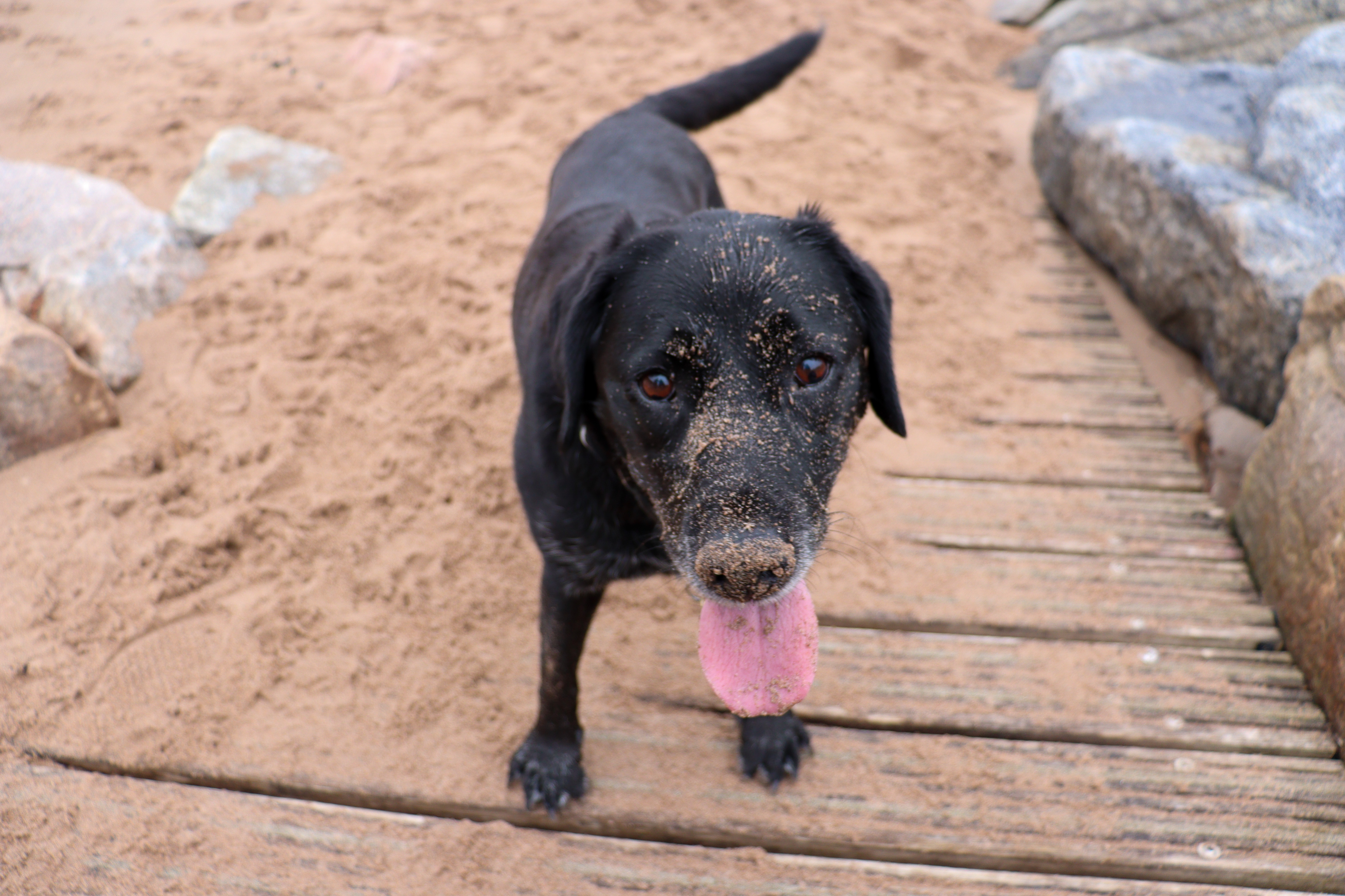 Black Labrador with sand all over her face and a big smile.
