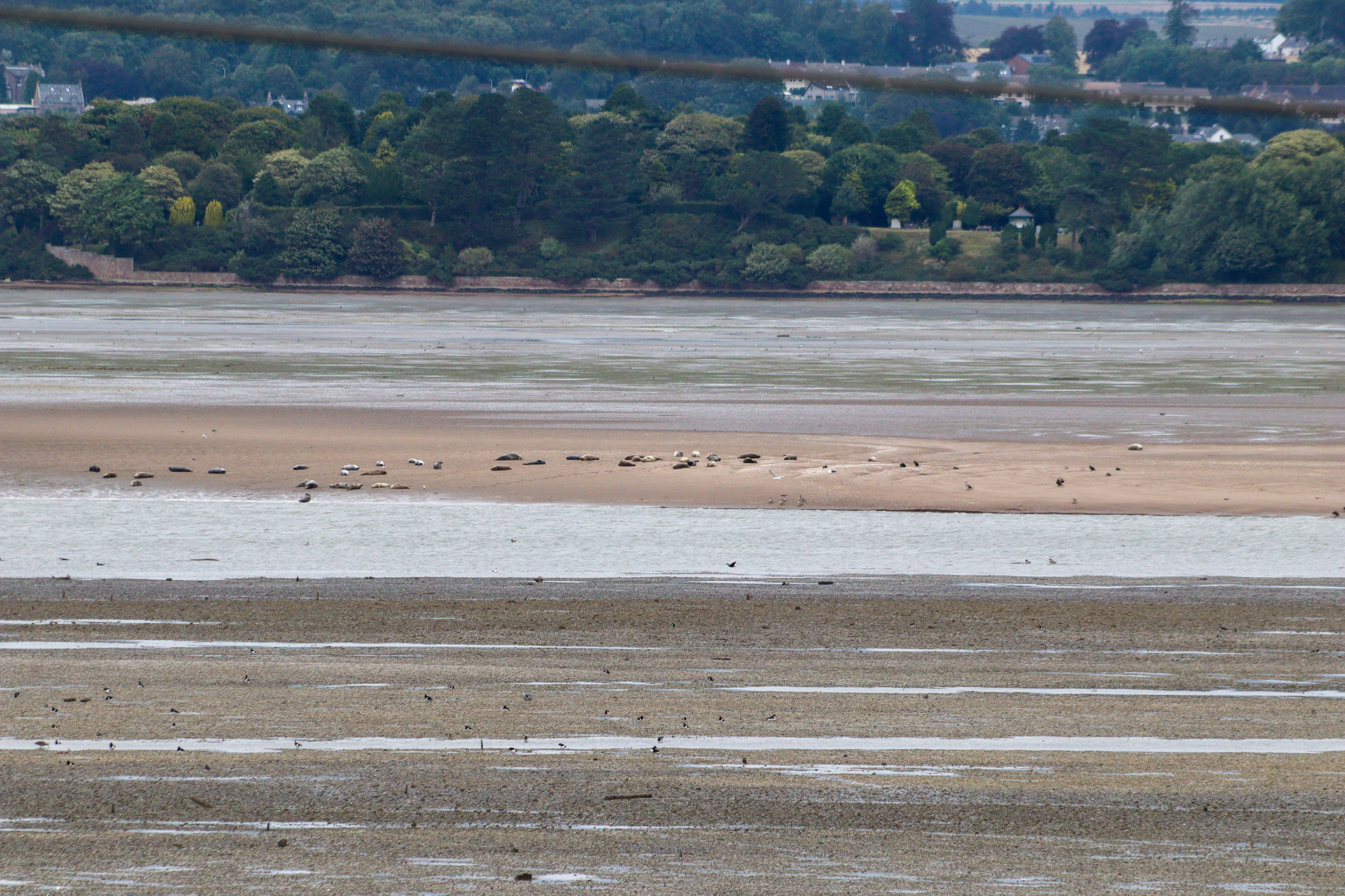 A mud flat with 30 to 40 seals lying on it.