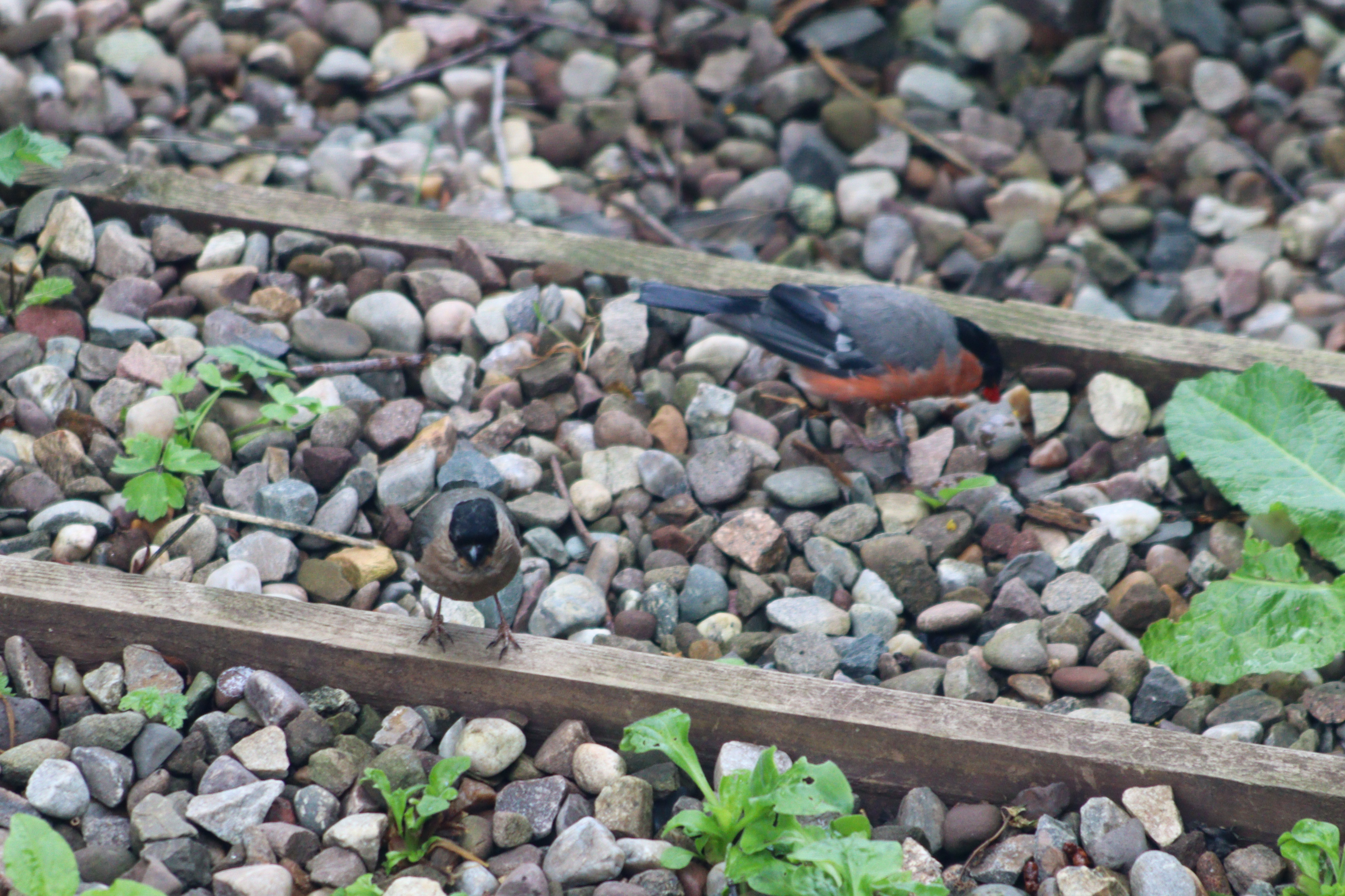 A male and a female goldfinch, standing on gravel steps