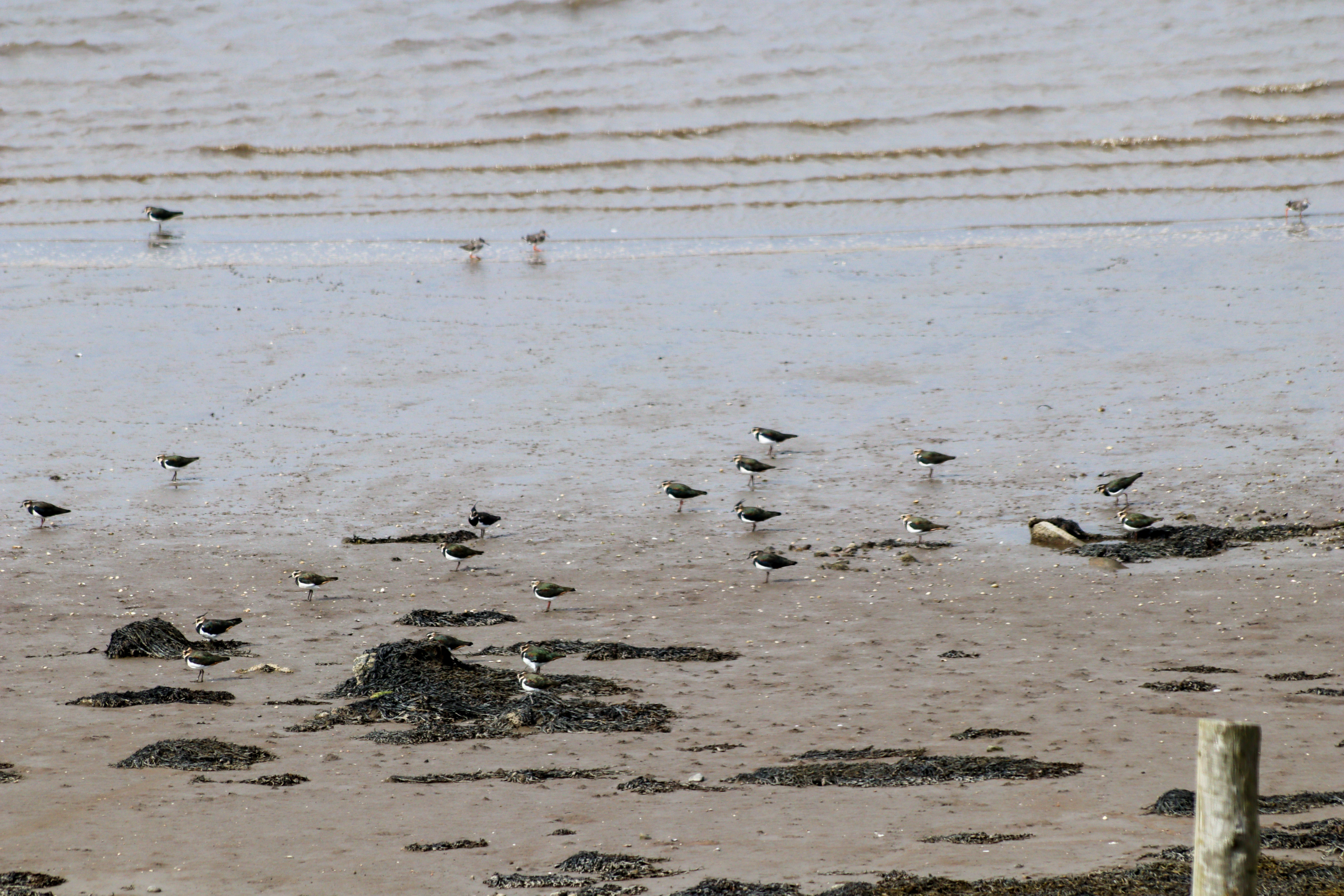 Many lapwing standing on the mud flat, all looking to the left.