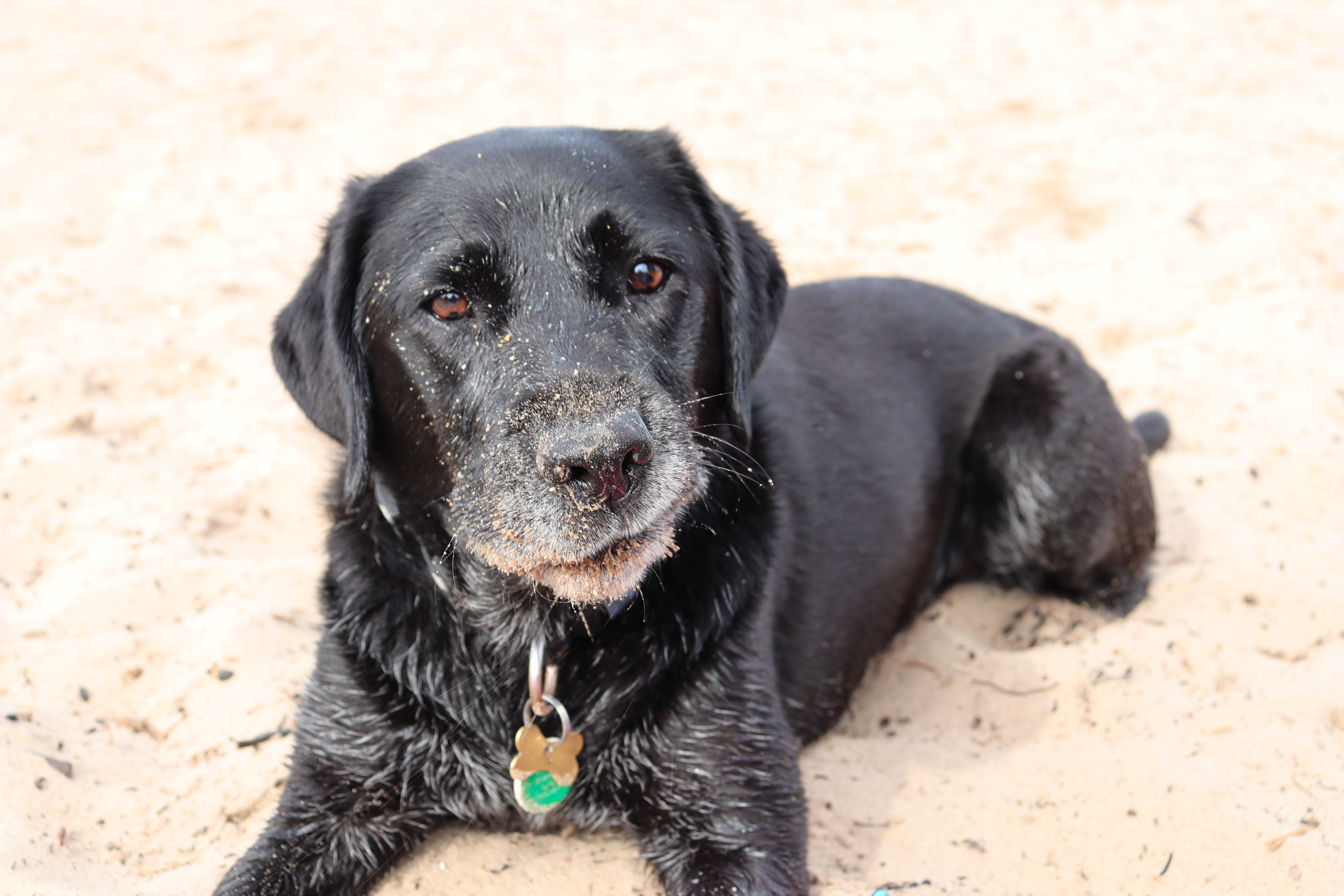 Black Labrador with grey muzzle covered in sand, and with one of her lips tucked inside her mouth making her look lopsided.