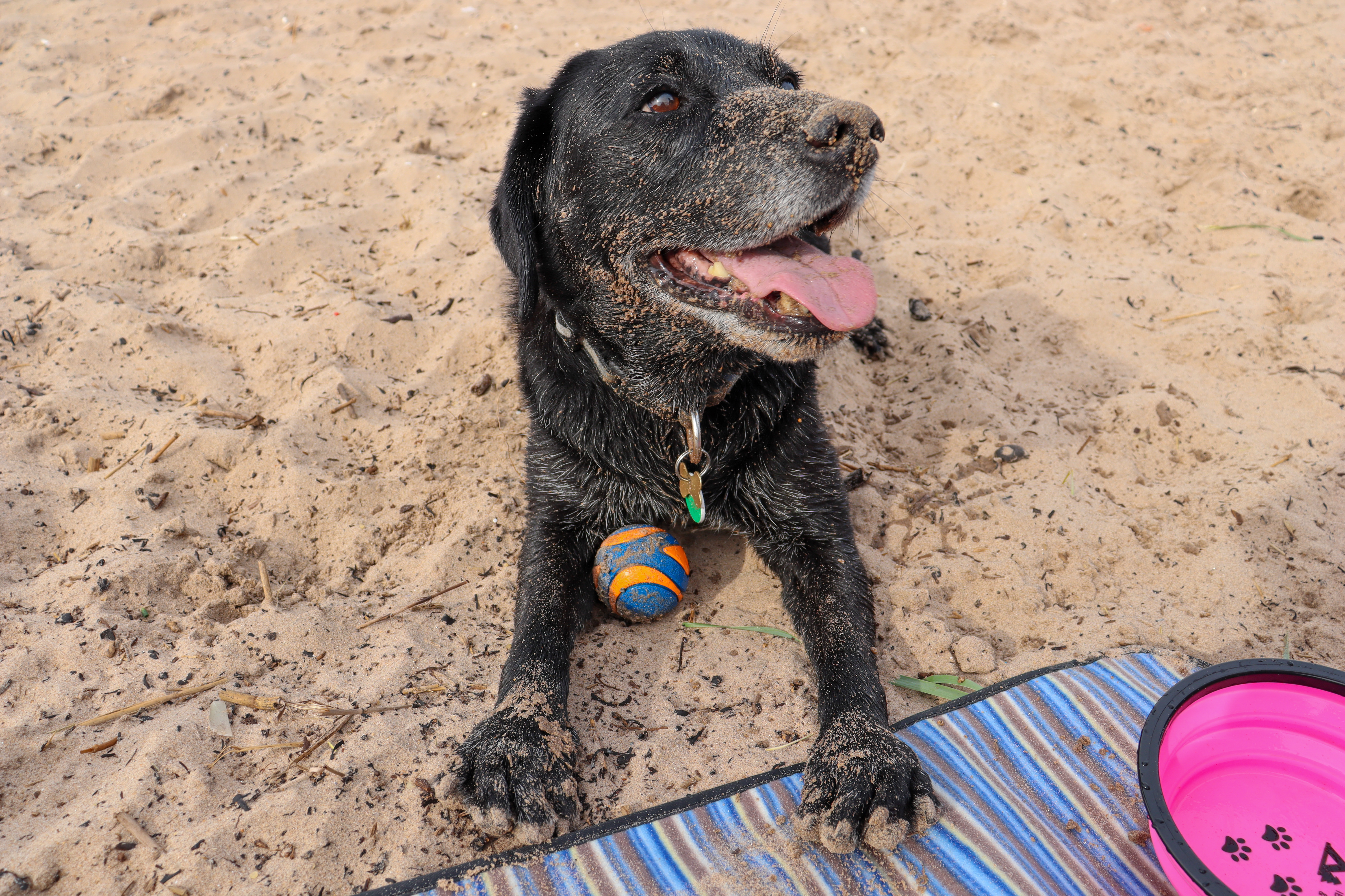 Black Labrador with her head and paws covered in thick sand. She has a triumphant smile as she gazes up at her humans.